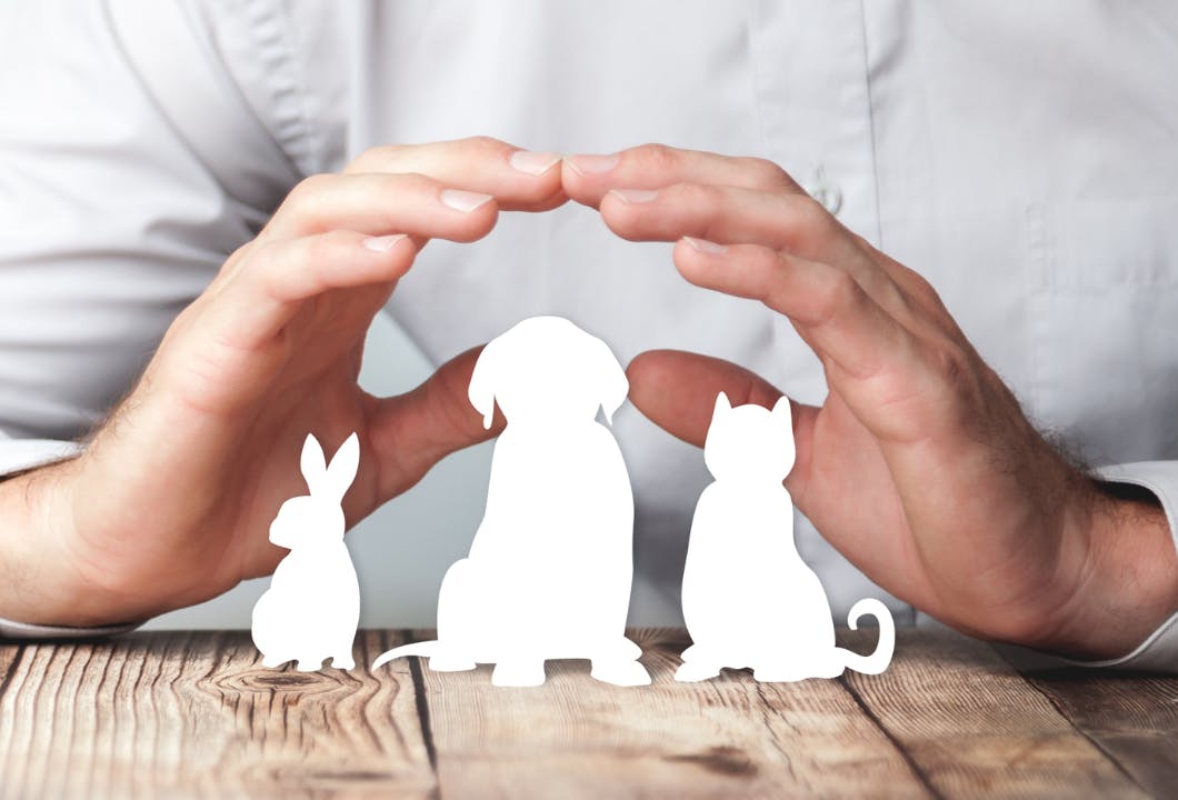 Home Security for Pet Owners: Keeping Your Pets Safe & Sound
